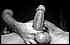 cock0036.jpg