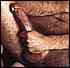 cock0039.jpg