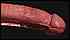 cock0053.jpg