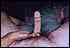 cock0123.jpg
