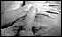 cock0136.jpg