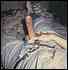 cock0176.jpg
